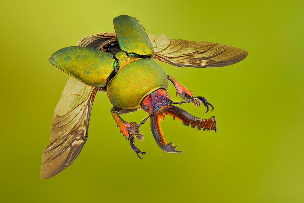 green flying beetle against green background macro bug portfolio