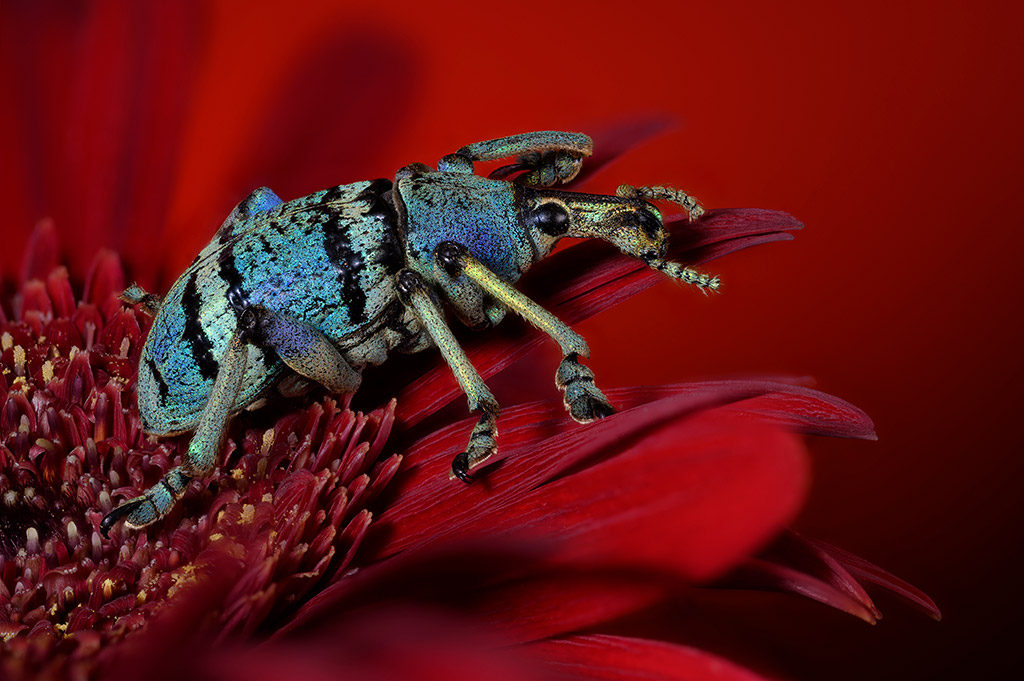 Blue-banded weevil insect on red flower 