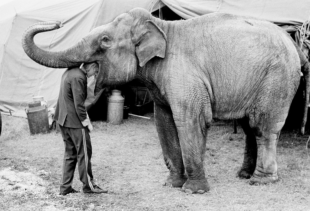 Neil with his head in an elephant’s mouth, Circus Hoffman, Weymouth, Dorset, July 1974 © Daniel Meadows