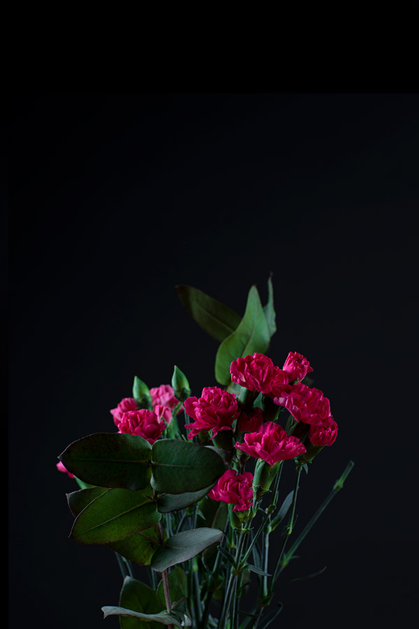 bright pink flowers against black background still life photography graduate