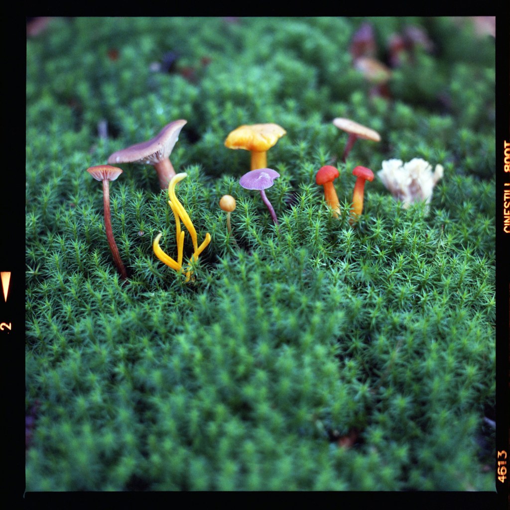 Colourful mushrooms sprouting out of think green foliage 