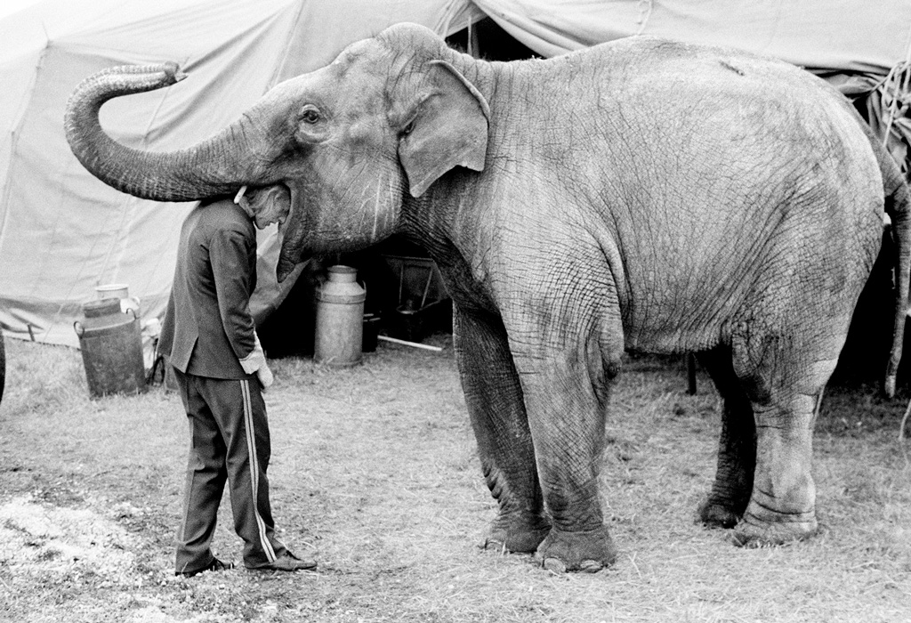 Neil with his head in an elephant's mouth, Circus Hoffman, Weymouth, Dorset. July 1974. Photo credit Daniel Meadows. 