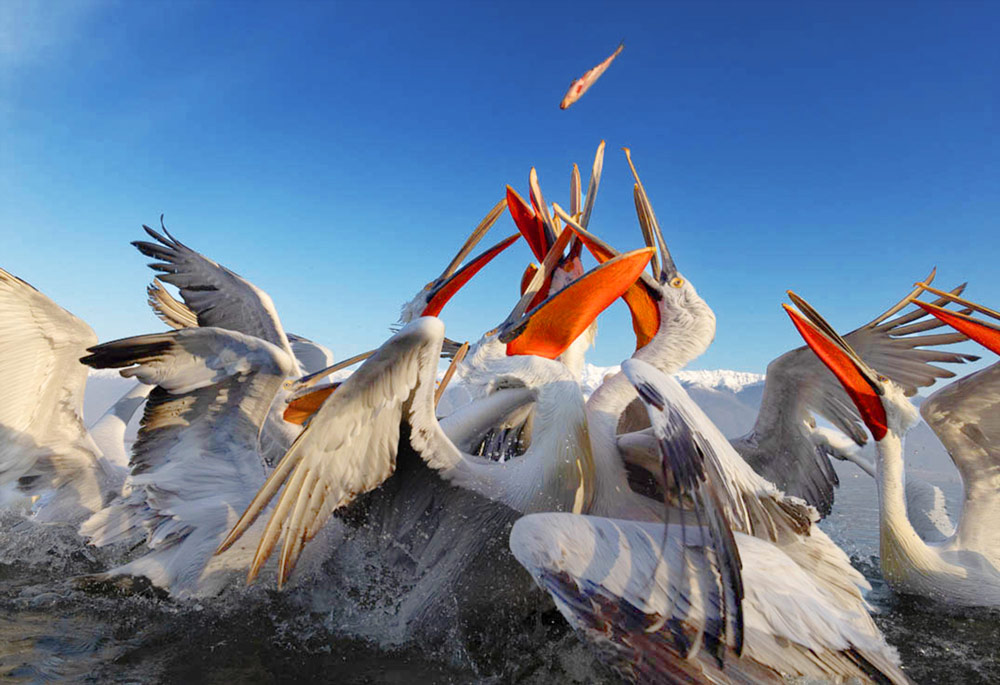 Lightroom vs Photoshop, Photoshop automated sky and contrast control, a group of large white birds flock to catch a small fish thrown to them