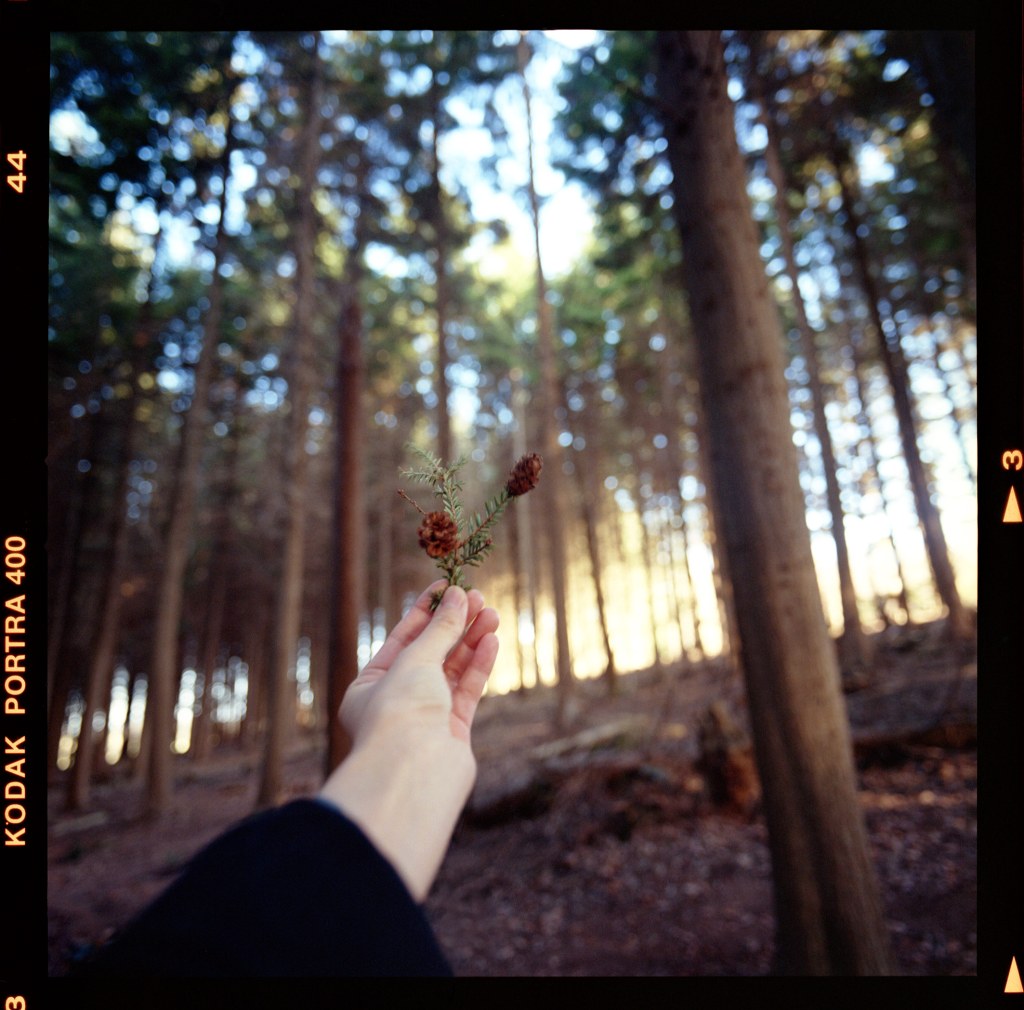 Hand holding out a small pinecone, in the background pine trees
