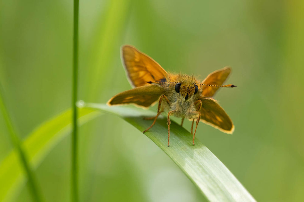 Lightroom vs Photoshop, removing distractions example image of a brown moth sitting on a green leaf