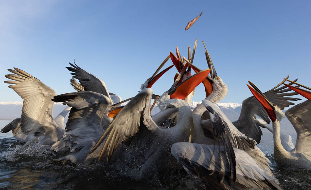 Lightroom vs Photoshop, contrast control example image, a group of large white birds flock to catch a small fish thrown to them