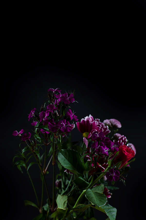 small purple flowers against dark black background