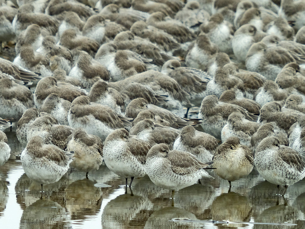 Red Knot, Calidris canutus at high tide roost on the Wash at Snettisham RSPB Reserve Norfolk. 
