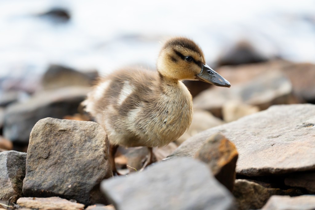 Close-focus means even small creatures like ducklings can be photographed. Sony FE 70-200mm F4 Macro G OSS II sample photo. Copyright Joshua Waller.