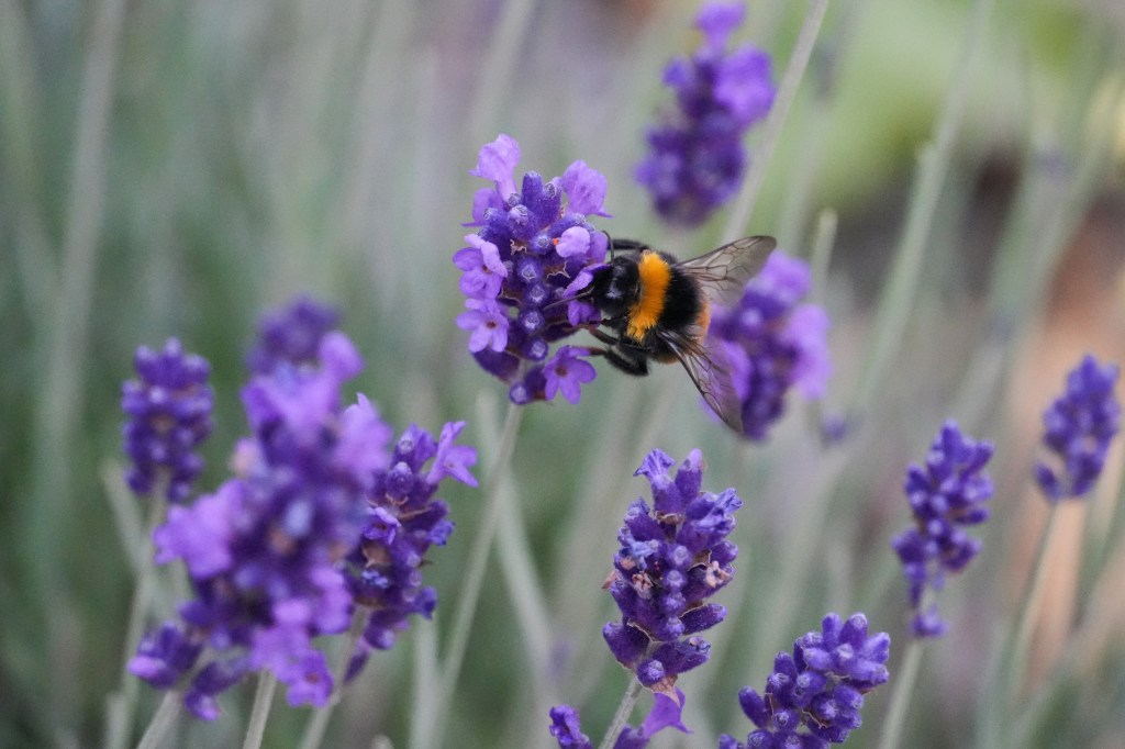 Sony Alpha A6700 bee on lavender, sample image