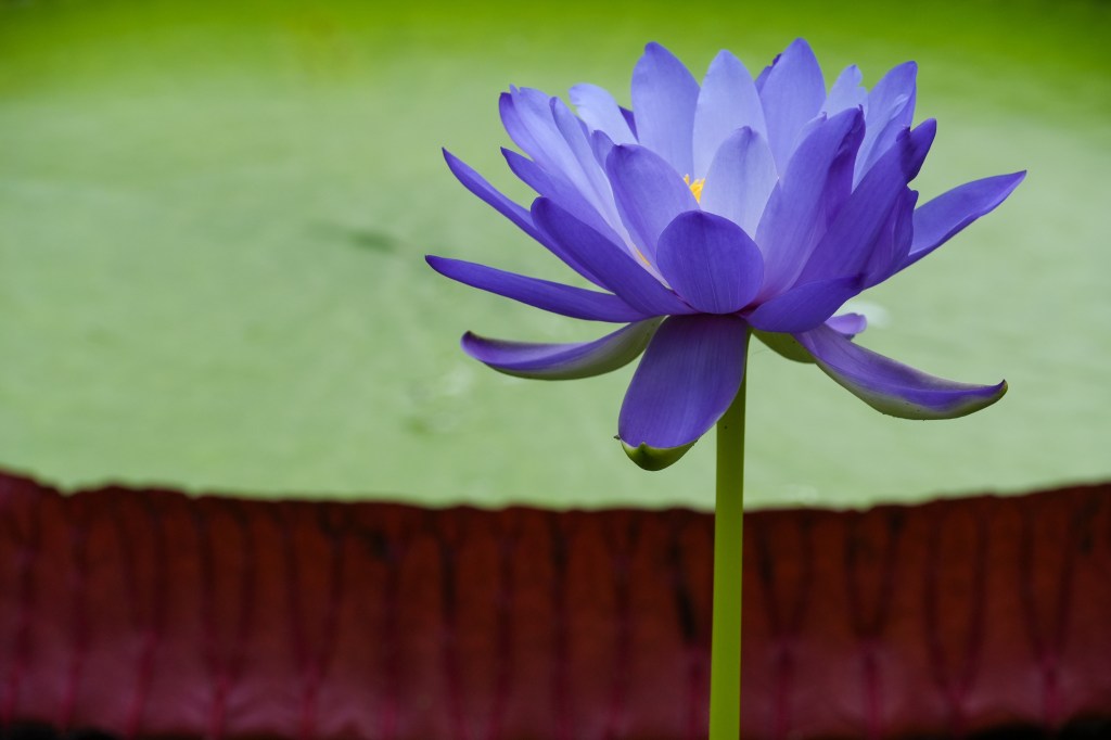 Sony Alpha A6700 JPEG colour example image - blue water lily, photographed against its large floating leaf