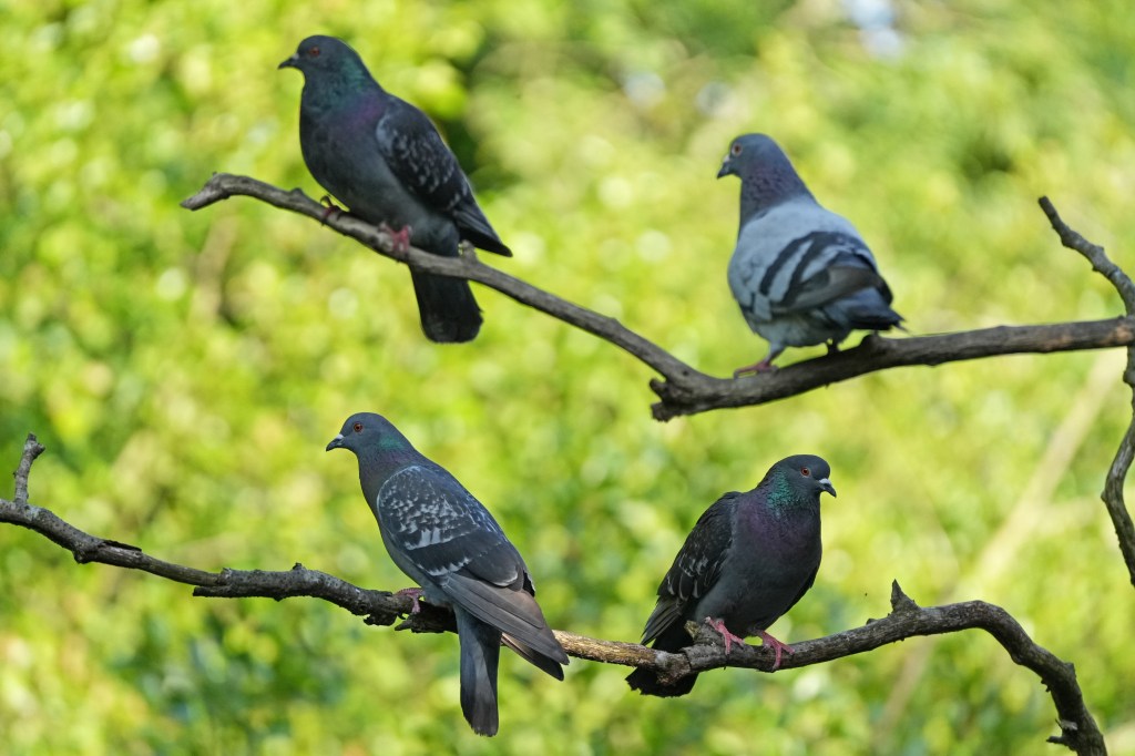 Sony Alpha A6700 four pigeons sitting on two branches, sample image 
