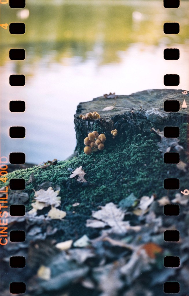 Sprocket photography mushrooms close up