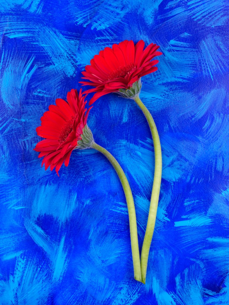 Nik Collection 6 Color efex example. two red flowers against a blue background