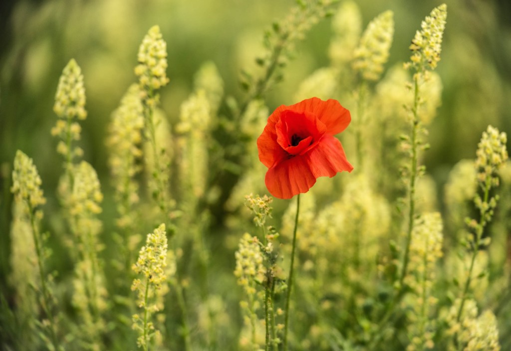 Close up of a single red poppy in a green field. Nik Collection 6 Silver Efex plugin in Photoshop.