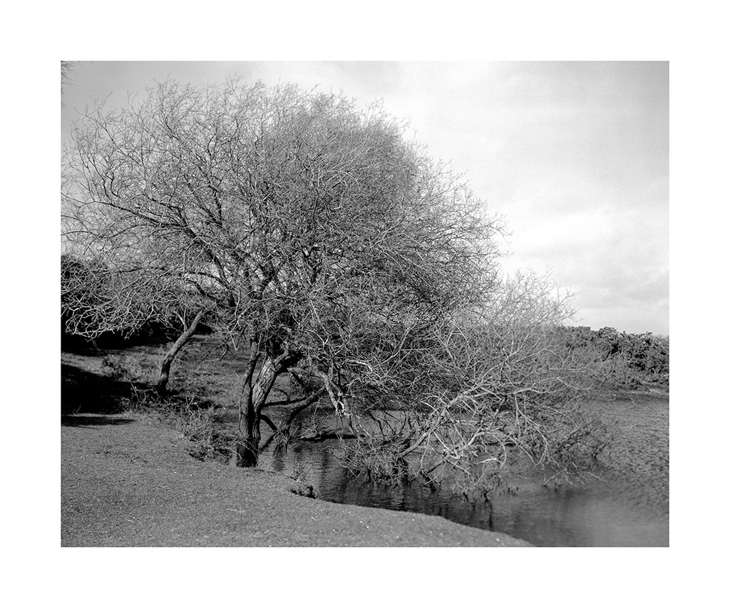 large format black and white landscape with tree in centre