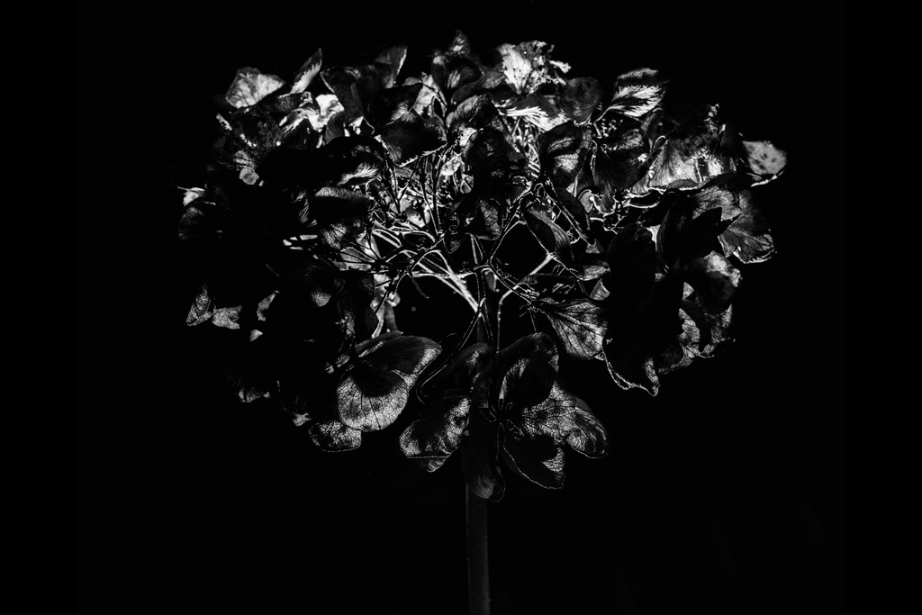 black and white image of backlit dried-out hydrangea flowers