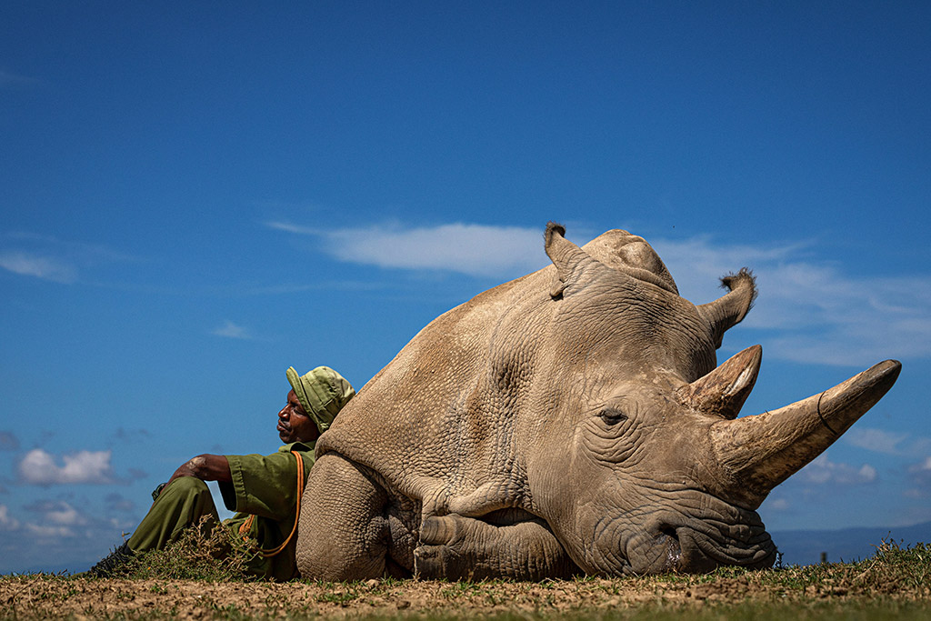 Rhino and keeper from the portfolio the last two 33-year-old Najin – one of the world’s last two remaining northern white rhinos Photo: Matjaz Krivic, Travel Photographer of the Year 2022 winner. 