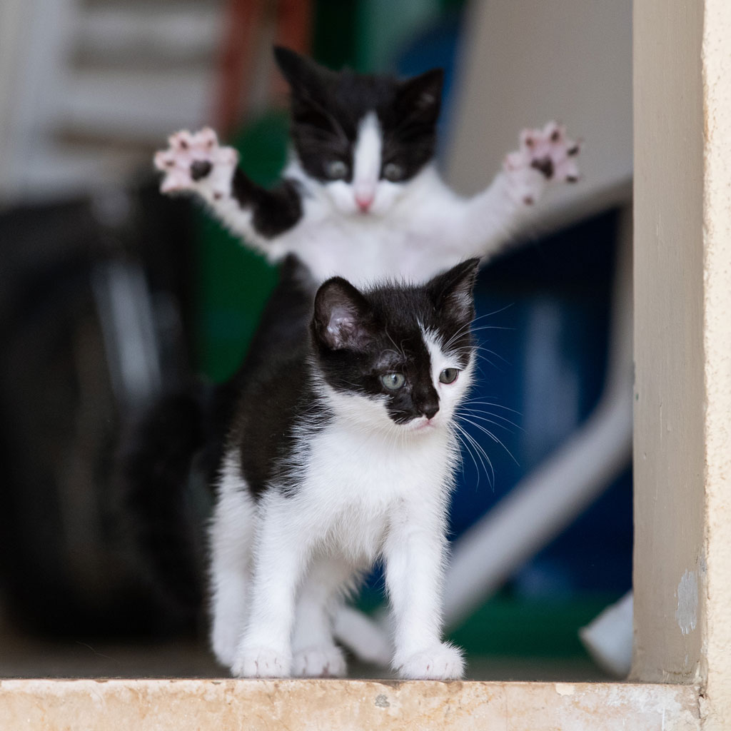 1. OVERALL COMEDY PET PHOTO AWARD 2023 WINNER + Cat Category Winner Michel-Zoghzoghi_A-life-changing-event
