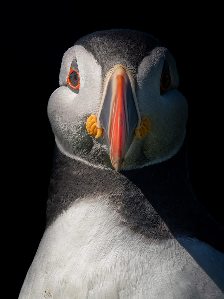 portrait of a puffin for world photography day
