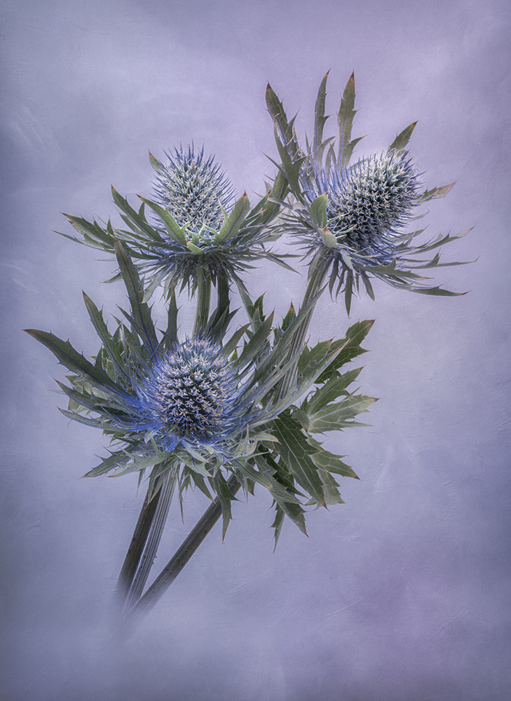 flat sea holly against purple background focus stacked image for world photography day 2023