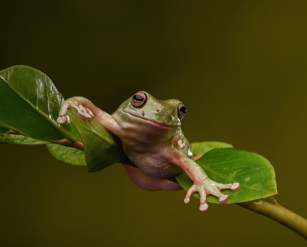 apoy 2022 shortlist in wildlife round green frog on a branch