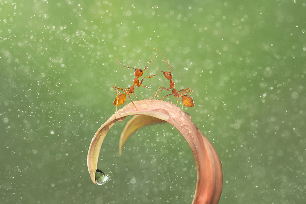 Macro Art IGPOTY winners have been announced, Diana Chan