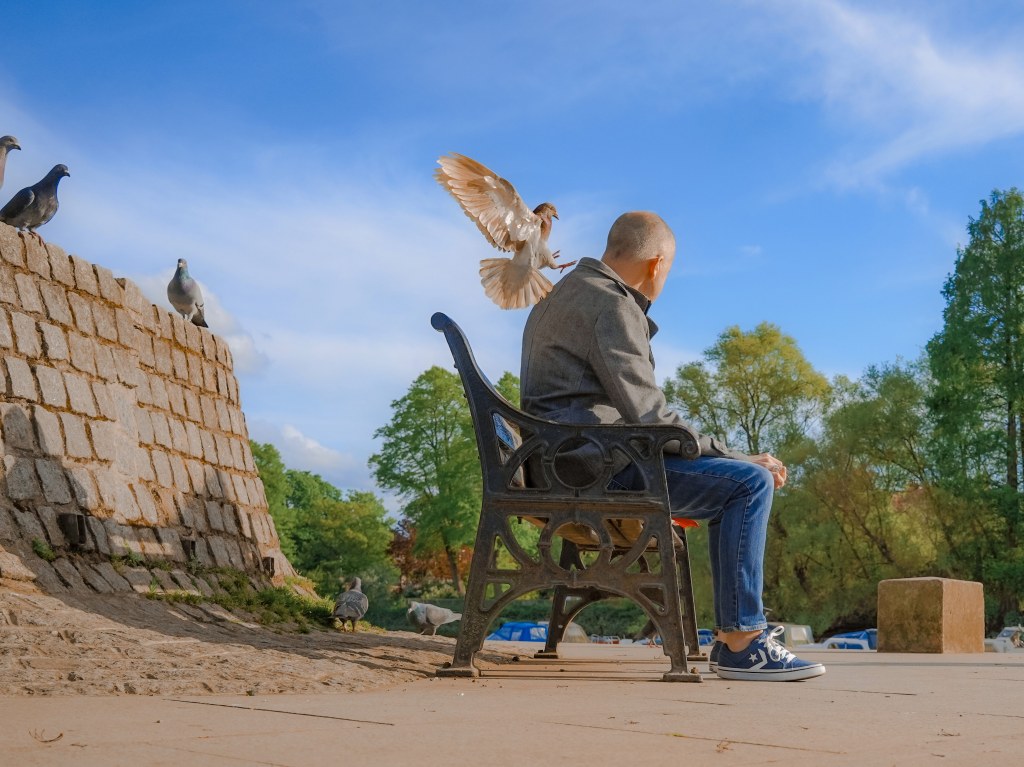 Man sitting on a bench a pidgeon is photographed in flight appear to be landing on him