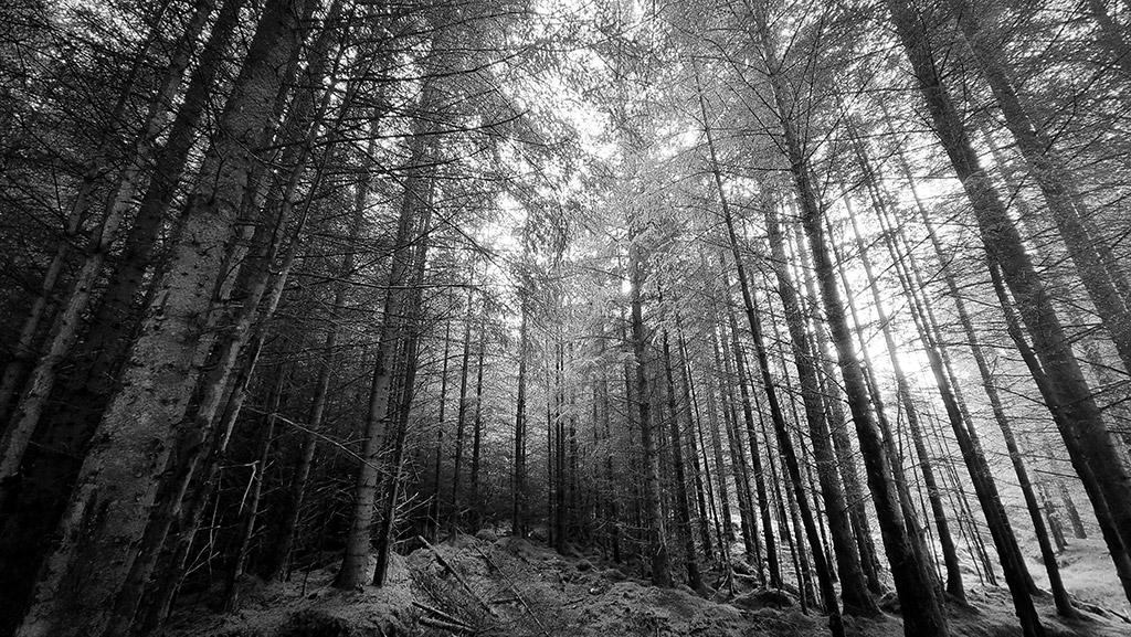 black and white view of a forest with tall trees from low angle samsung galaxy s21 ultra