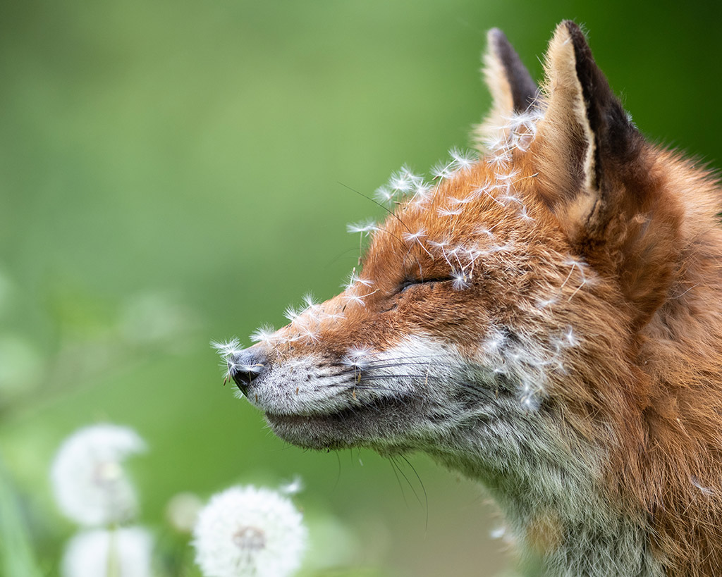 Lewis Newman came second in last year’s wildlife round with this charming portrait of a vixen