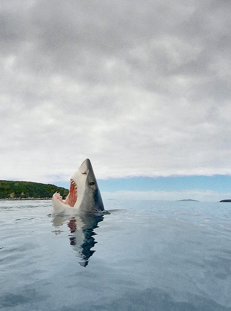 A sharks popping its head out from the water, overcast sky in the background