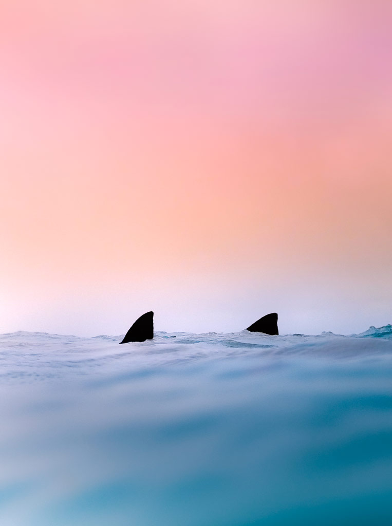 two shark fins pop out of the out of focus waves, an orange and pink gradient sunset in the background
