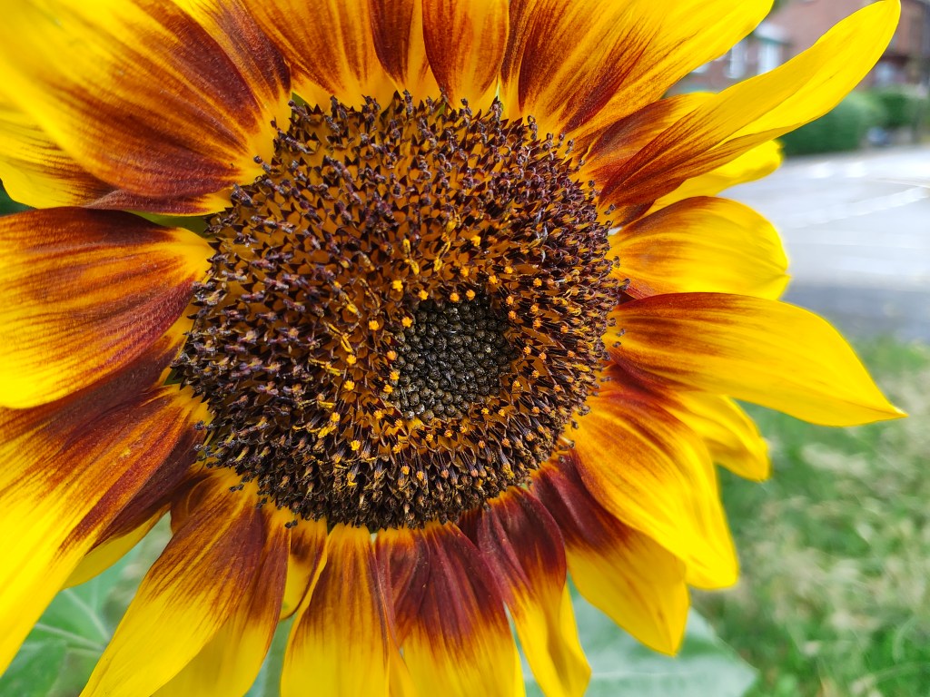 Sample photo of a large sunflower taken with the Motorola Razr 40 Ultra main camera. Photo Joshua Waller