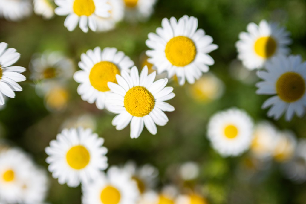 Nikon Nikkor 24mm f/1.7 lens sample macro image of daisies