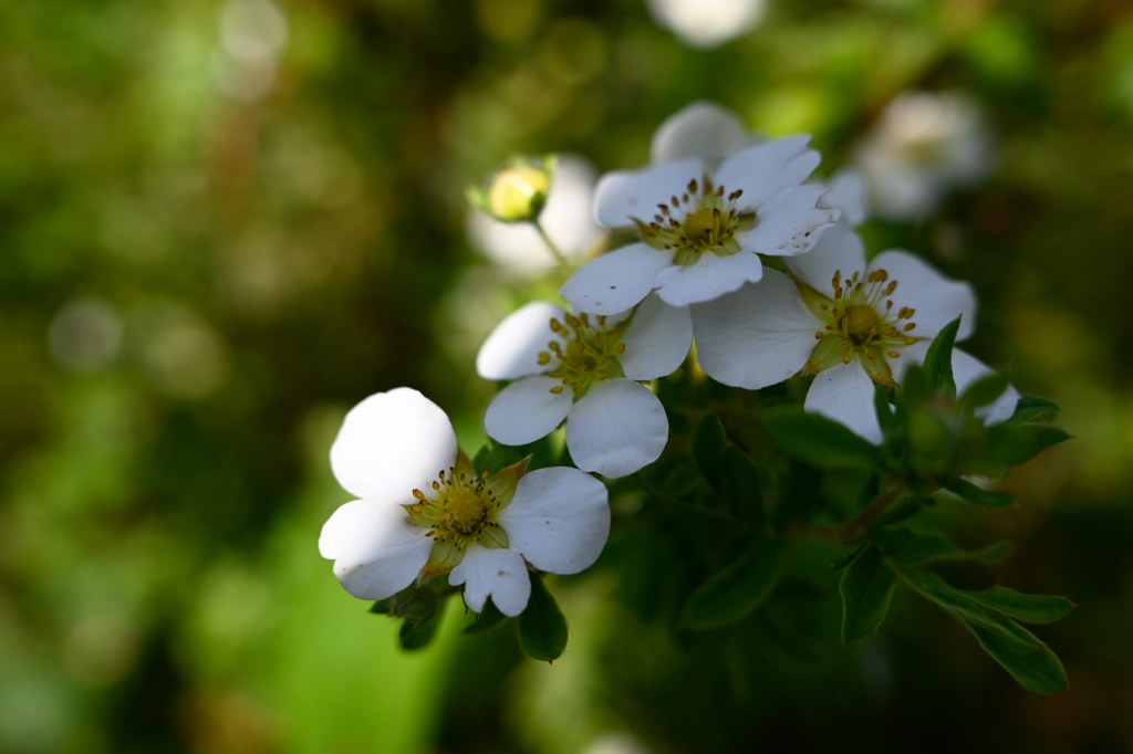 Nikon Nikkor 24mm f/1.7 lens sample image macro shot of white flowers