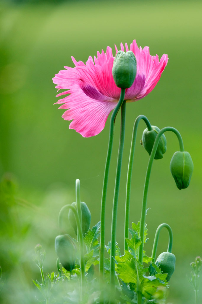 Pink poppy flowers