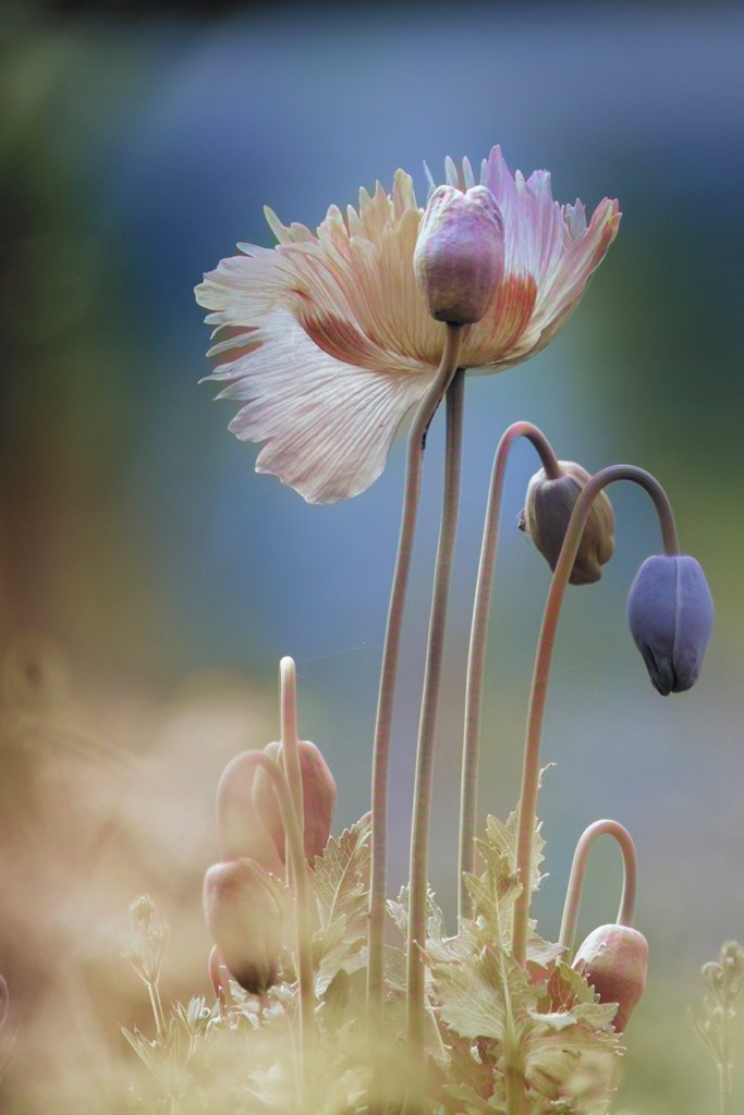 Poppy flowers, Photoshop AI colouring example