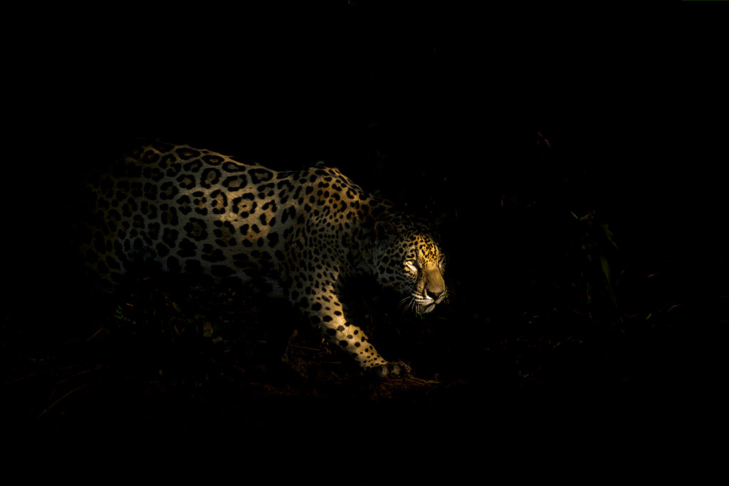 jaguar stalking prey mongst shadows spot lit by strong light