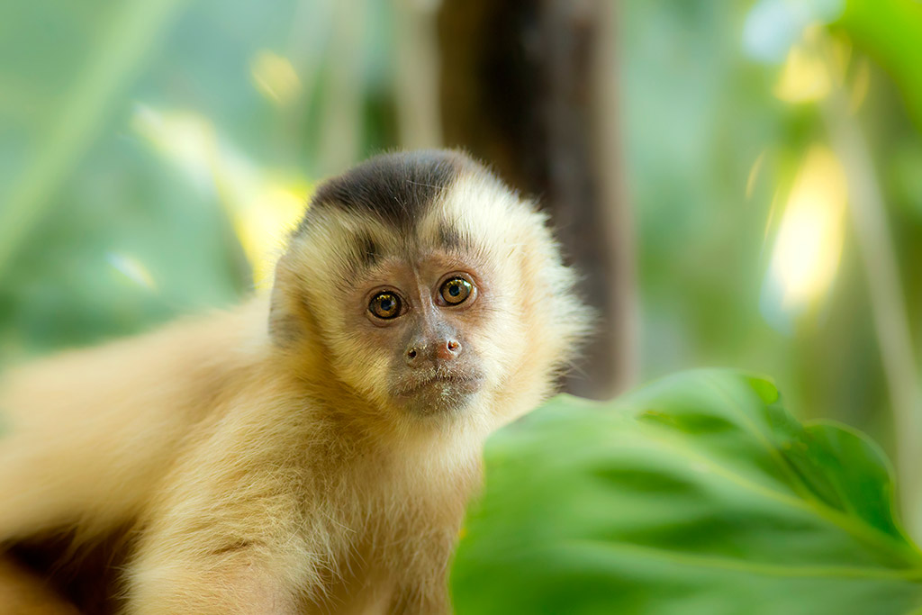 capuchin monkey portrait
