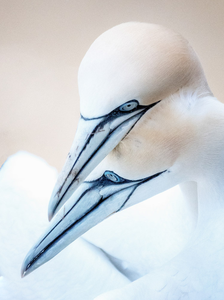 two gannets caressing heads portrait