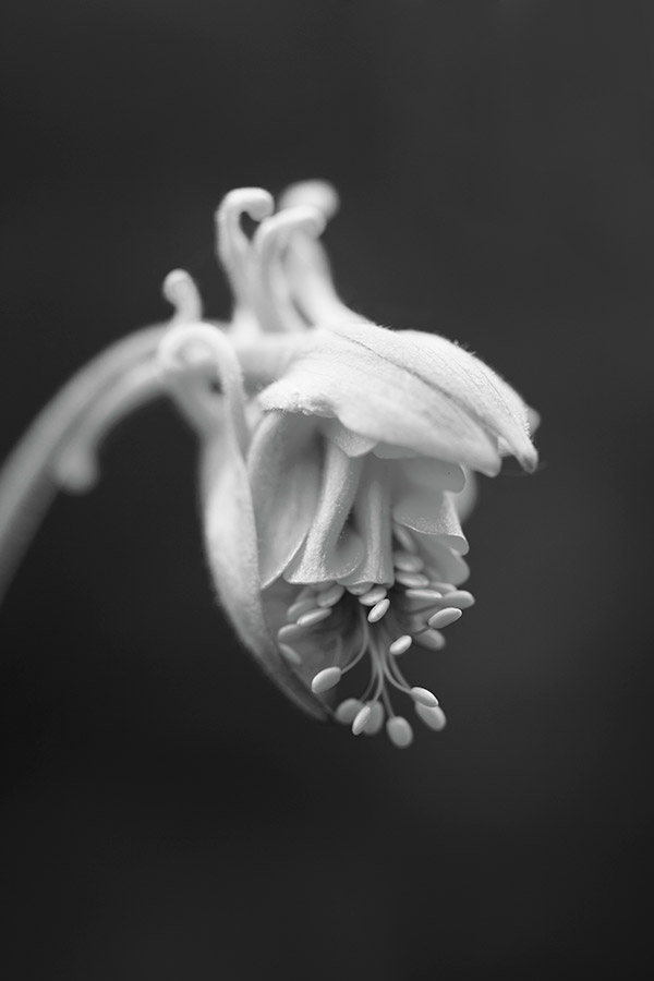 Aquilegia. flower from photography portfolio