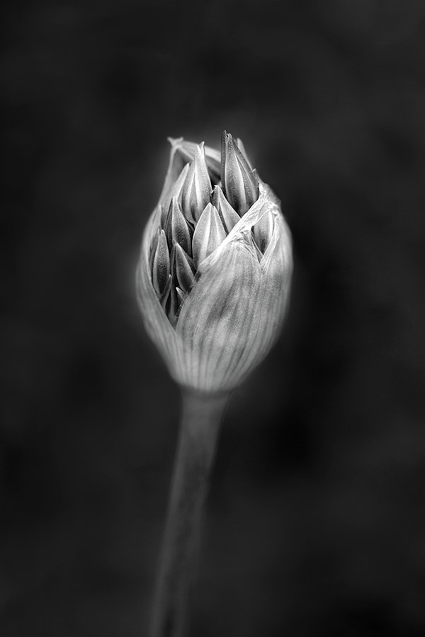 Allium cristophii flower bud photography portfolio 