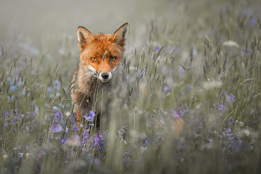 fox waiting amongst the bluebells