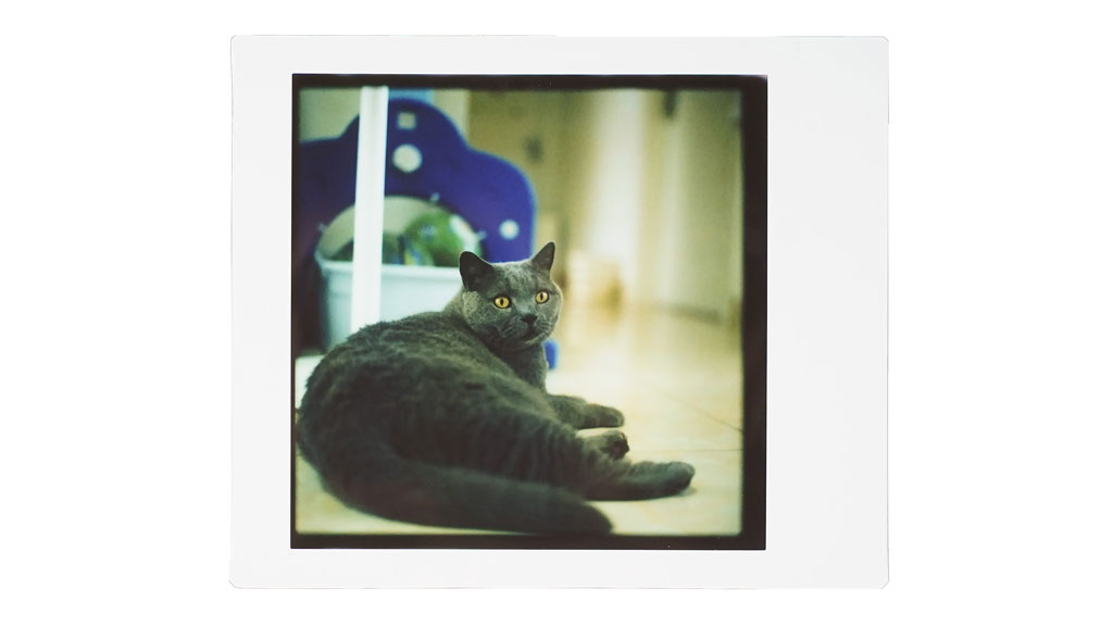 Photo of a cat taken with Nons Instant Back on Hasselblad camera with Fujifilm Instax Square film