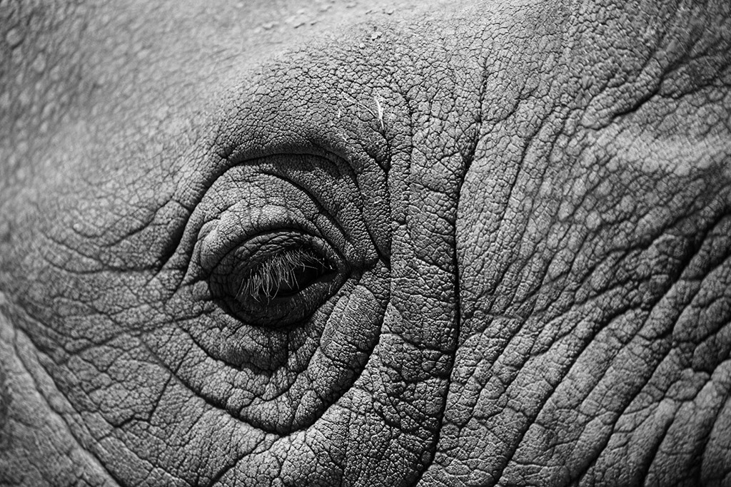 close up of a Rhinoceros eye