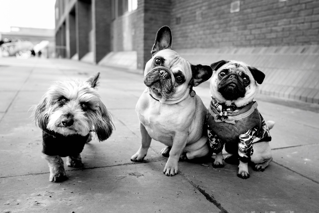 three dogs sat together on path