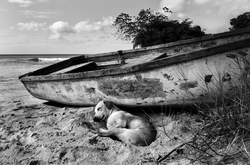 Schaller sleeping dog by boat