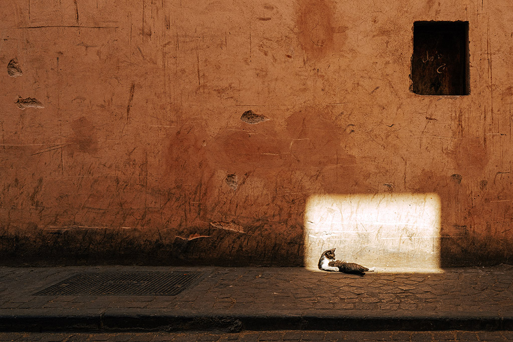 cat lying in patch of sun on street path