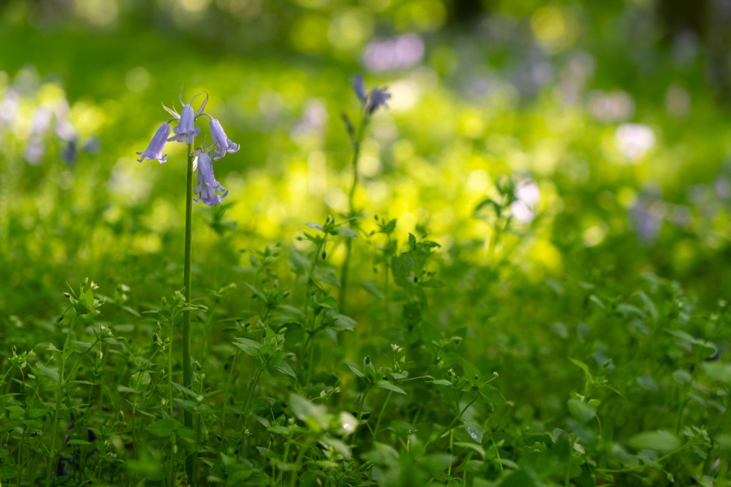 Bluebells - the lens shows some pleasing looking bokeh. Photo JW, ACR