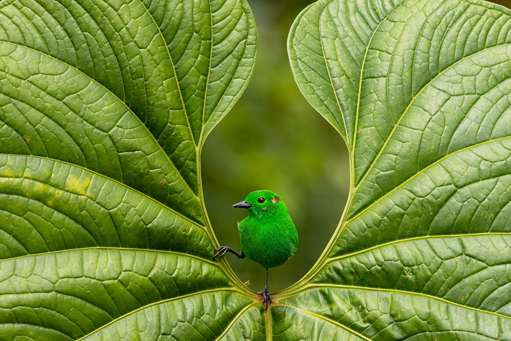 GLISTENING-GREEN Glistening-green Tanager Chlorochrysa phoenicotis. Mashpi Amagusa Reserve, Ecuador. Nicolas Reusens, Spain. Category: Best Portrait. GOLD AWARD WINNER.